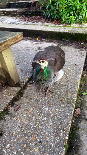 A peahen outside The Blue pool tea room, Dorset
