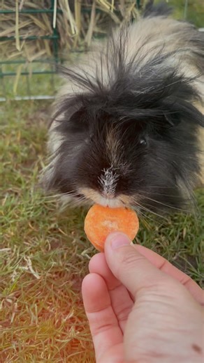 Meet Harold! 👋 an affectionate 2-year-old guinea pig on a quest for his forever family! 👀💛 This charming little fellow has a heart of gold and loves nothing more than snuggling up on your lap for cozy cuddles. Harold enjoys exploring his space and delights in nibbling on fresh grass 🌿 If you’re searching for a furry friend who will fill your life with love and laughter, Harold is your guy! Let’s find him a loving home soon! 🏡 📩 Reach out to us for more details or to request an adoption for