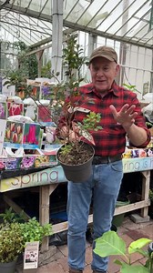 87 reactions | #add Prunus “ Kojo No Mai “ is a dwarf flowering...