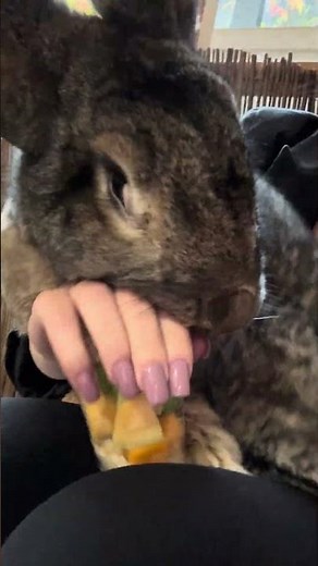 Angry rabbits wanted to take the food 🤣