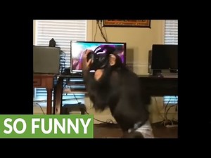 Chimpanzee pops balloons in virtual reality