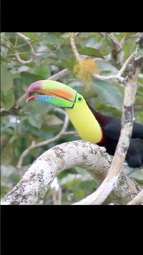Sound of Keel-billed Toucan Croaking, Ramphastos Sulfuratus sounds