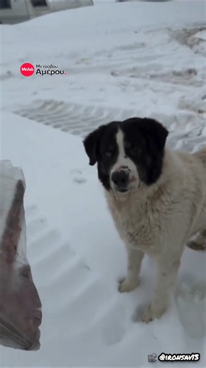 Ελληνικός Ποιμενικός: Το «αρκούδι» πεινάει στα χιόνια!