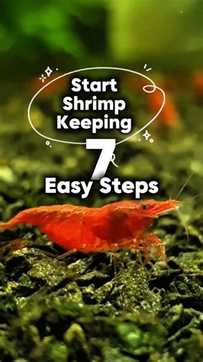 293K views · 4.3K reactions | Just in 7 simple steps  how to start shrimp Keeping? #shrimphatchery #neocaridinashrimp #shrimpaquarium #shrimpbreeder #shrimpkeeping #shrimpbreeding #shrimptank #cherryshrimp #neocaridina #fblifestyle #aquarium #aquariumhobby #aquariumlife #Christmas #weekend #sunday #christmasvibes #fishkeeping #fishkeeper | Shrimp Hatchery | Facebook