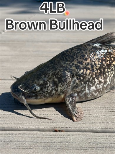 4LB Brown Bullhead #fish #fishing