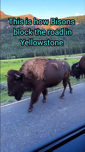 Why do Bisons walk on Road? 🦬 🦬 #shorts #bison #yellowstone