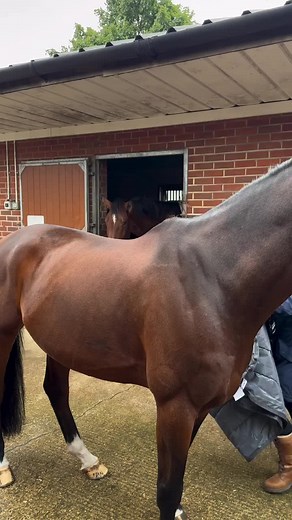 Vidéos de Le monde des courses hippiques (@lazharnemri2) avec son original - Le monde des courses hippiques