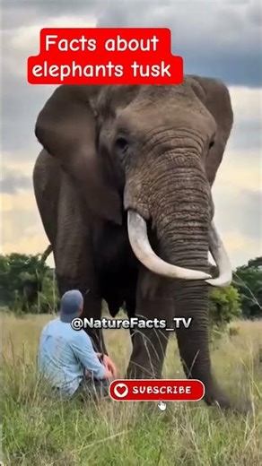 Elephant Tusks 😳 Powerful Facts You Never Knew
