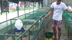 Do you want to raise native chickens without electricity? Check out this amazing fireless brooding technique developed by Central Philippine University! - Say goodbye to expensive heating bills and hello to happier chicks with the fireless brooding technique. Learn more here! - Did you know the fireless brooding technique can help reduce your carbon footprint? Adopt this technology and help save the planet! - Native chickens raised with the fireless brooding technique are healthier and more sust