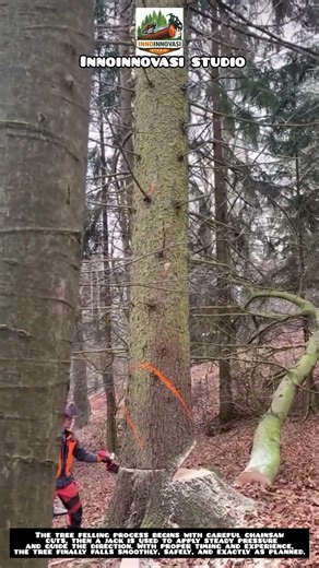 Tree Felling Process: Cutting, Jacking, and the Final Fall 🌲