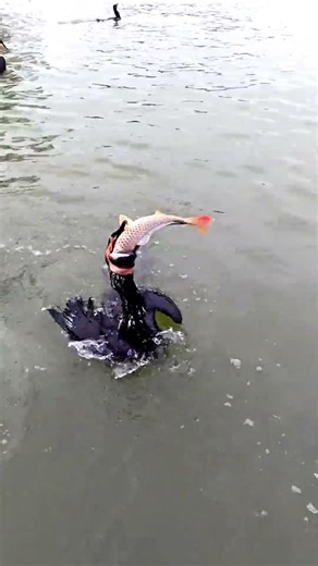 Unbelievable! Cormorant Catches Giant Carp! #shorts