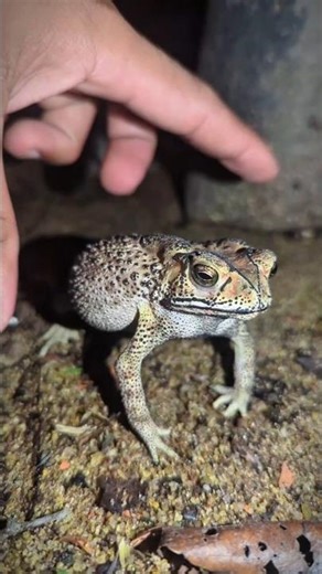 Funny frog catching adventure | Funny toad flexing muscles