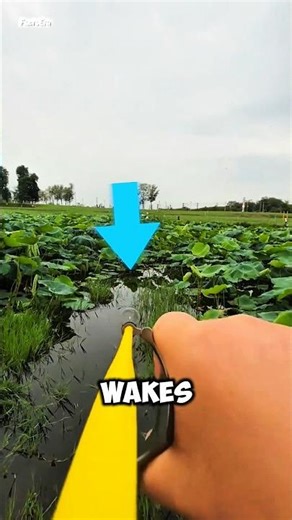 Destroying Pink Apple Snail Eggs Before They Hatch 🐌