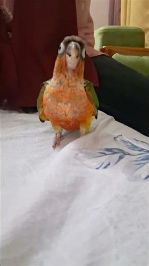 Puchhu: ‘Wait… am I cute enough?’ 😆🐾 #PetShorts #shortsfeed #shorts #trending #babybird #petlovers