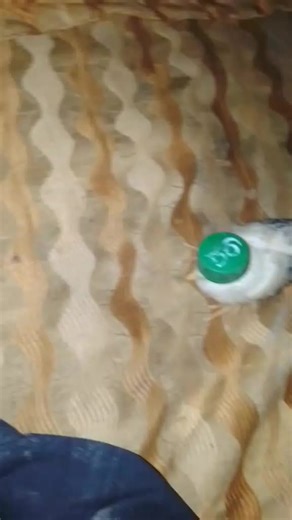 gandha moosa (@.gandha.moosa)’s videos with original sound - _ITS_SHOAIB..FARHAN