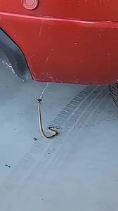 1.7M views · 6.7K reactions | Feeding time #spider #gagamba #everyone #followers #highlights | Gagambal TV | Facebook