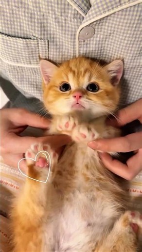 Cutest Kitten Moments Ever! 😻✨ #cutecat #kitten