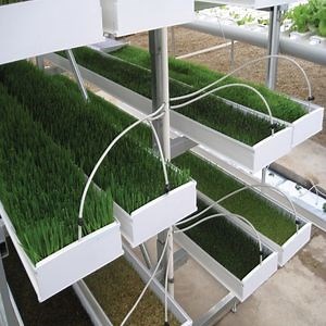 [Hot Item] Type of The Hydroponics Barley Fodder Trays Hydroponic Growing System