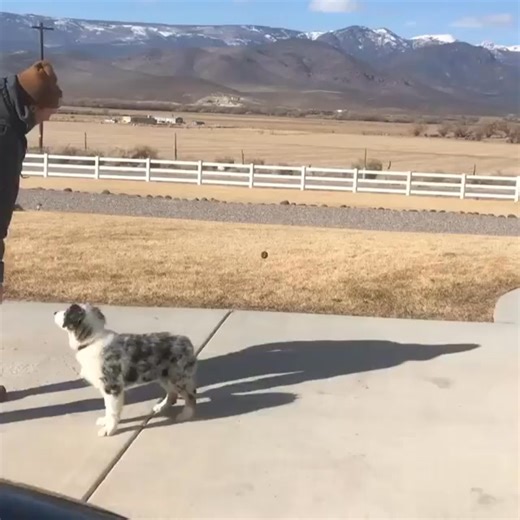 Australian Shepherd adoption network USA featuring Australian Shepherd puppies and adult dogs including Mini Australian Shepherd, Miniature Australian Shepherd, Toy Australian Shepherd, Standard Australian Shepherd, Blue Merle Australian Shepherd, Red Merle Australian Shepherd, Black Australian Shepherd, Red Tri Australian Shepherd, Black Tri Australian Shepherd, full grown Australian Shepherds and baby Australian Shepherds available for loving homes; we support Australian Shepherd adoption, res