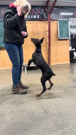 Tricks Or Treat W/Doberman Puppy “Patty” 16 Wks @ProtectionDogSales Home Raised Family Protection