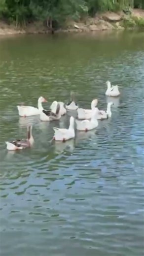 Peaceful geese living their best life by the water every day #animals #birds #chicken #dailyvlog