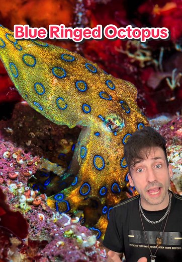 Blue Ringed Octopus: The Most Dangerous Marine Creature