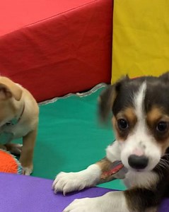 What you need to know about adopting dogs