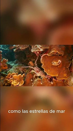 EPISODIO 1 — Los invertebrados la vida sin columna vertebral #documental