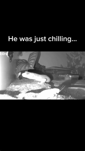 Heartwarming Moments of a Chilling Leopard Gecko