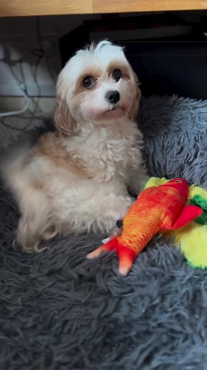 New floppy fish toy, like it or not ? 🤷🏻‍♀️ #dogs #dogsofinstagram #dog #dogstagram #puppy #doglover #dogoftheday #instadog #doglovers #doglife #pets #love #puppylove #puppies #pet #puppiesofinstagram #dogsofinsta #cute #instagram #dogtoys #petsofinstagram #dogslife #doggo #animals #ilovemydog #cats #doglove #petstagram #dogphotography #cutedogs | Toffee And Razcals
