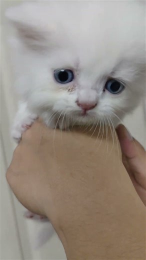 #cat​ #cutecates​ #kitten​ #cute​ #shorts​ #shorts​ #shotfeed​ #viral​