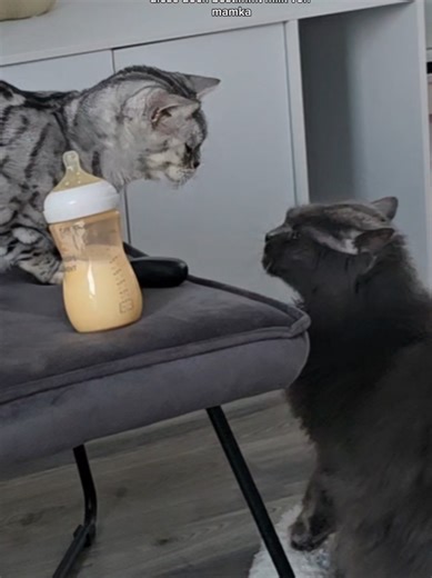 Lustige Katzenvideos, die Du sehen musst!