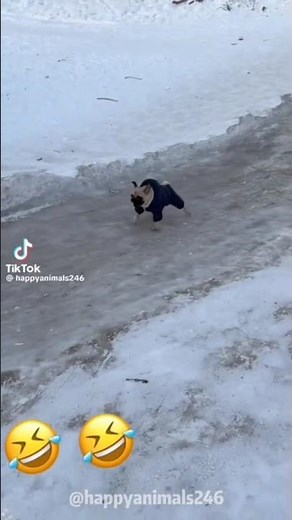 Funny dogs TikTok Compilation #funny #dogs #pets #viral #tiktok #short #compilation #animals #cute