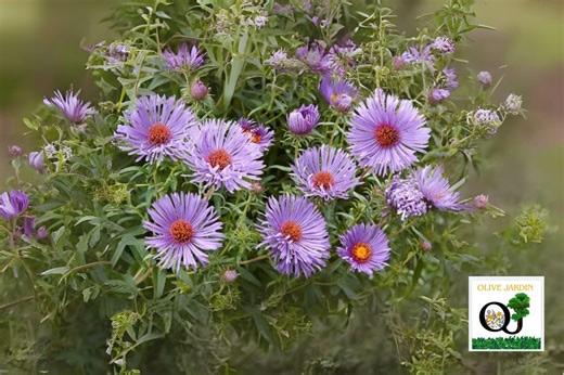 500 New England Aster Seeds – Aster Novae-angliae Perennial Wildflower for Planting - Etsy