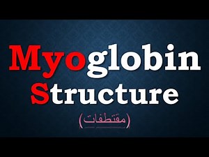 ٍStructure & Function of Myoglobin