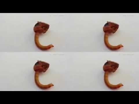 Reptilian Brain Parasite - The Eye of Newt
