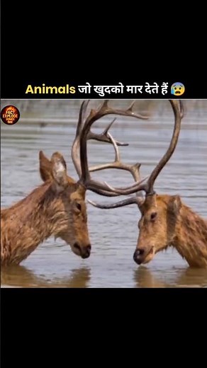 A Camel After Death 😱