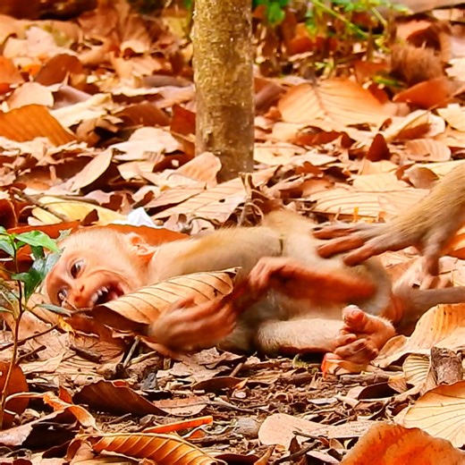 14K views · 199 reactions | OMG Lynx cry extremely Sad  #beautiful #monkeydluffy #monkeycute #babymonkey #monkeyface #lovely #monkey #cute #animals #animalsbaby #poormonkey #monkeycry #funny #funnyvideo #cuteanimals | Monkey TV7 | Facebook