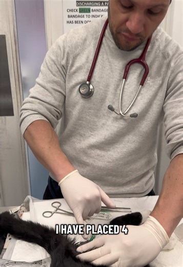 Cat with Blocked Bladder - Vet Care