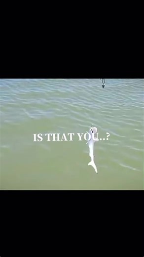 Gary the Shark: A Fun Adventure with FGTEEV