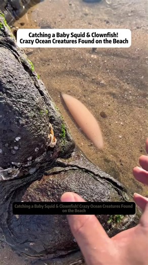 Catching a Baby Squid & Clownfish! Crazy Ocean Creatures Found on the Beach Ocean exploration always brings unexpected surprises, especially when you start looking closely in shallow water and sandy tide pools. In this exciting marine adventure, we discover a variety of fascinating sea creatures, from a baby squid and octopus to crabs, spiky fish, and even a clownfish. The adventure begins when a tiny deep-sea squid suddenly appears near the water. Squid and octopus are incredibly intelligent ma