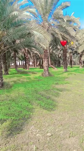 Understanding Mukhtiyar Ali Sheedi's Legacy