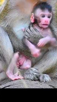 The best hugging baby, young mommy monkey #monkey #wildlifeentertainment #babymonkey #animallife