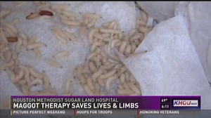 Doctor: Treatment using maggots saves lives, limbs and money