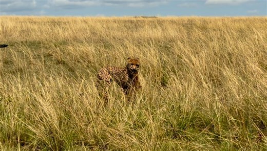 Queen of the Plains Nashipae meaning the happy one, the beautiful female Cheetah (Acinonyx jubatus), moves gracefully through the long, golden, oat-tipped grasses of the Mara. Her frame looks lean, the result of several fruitless days of hunting. A faint limp marks her stride, yet her eyes burn with determination. Then, fortune turns. With explosive speed and precision, she brings down a gazelle. Within minutes, she feeds, muscles relaxing, her belly rising with life once more. The transformatio