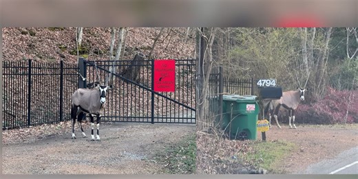 Oryx on the loose: Animal missing in Middle Tennessee