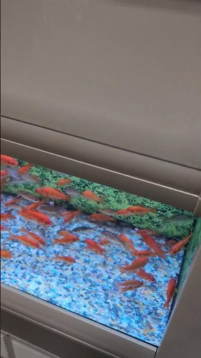 Lots of Orange!! Feeder Goldfish at Petsmart!! (2025) #shorts #drockingfish