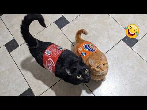 Impossible Not to Laugh 🤣😹 Funniest Cat Clips 2026