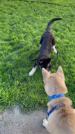 🐶📚What is Dog Training INSURANCE?🧠🐕 You generally do not buy homeowners insurance because you