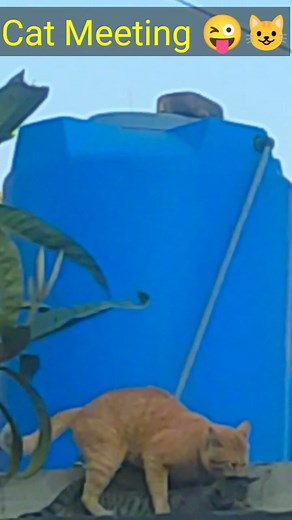 Cat Mating😺☺️! Cat Mating Call Sounds😺! Cat Mating First Time #short #youtubeshorts- | Allison Patel